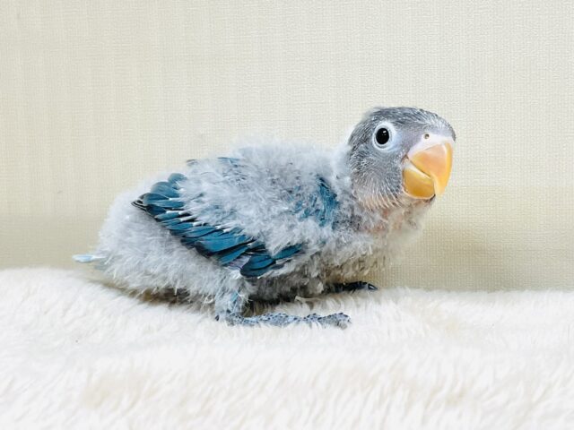 ブルーボタンインコ