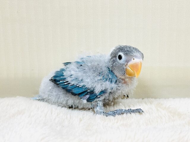 ブルーボタンインコ