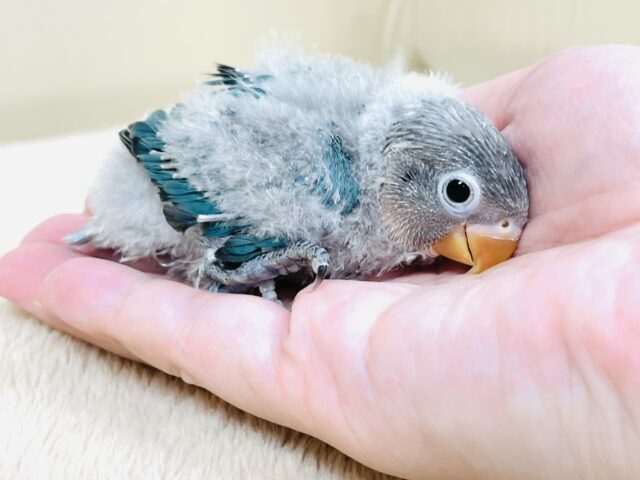 ブルーボタンインコ