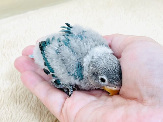 ブルーボタンインコ