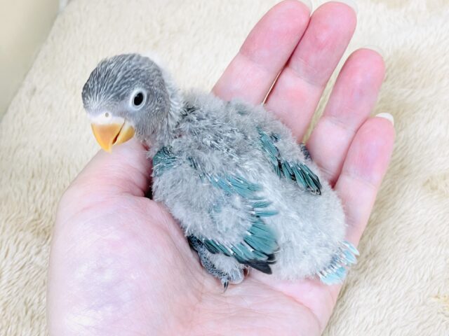 ブルーボタンインコ