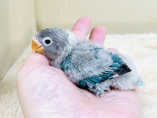 ブルーボタンインコ