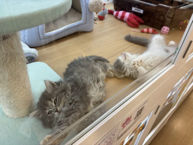 スコティッシュフォールド