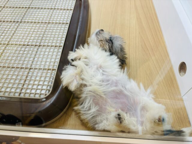 チワマル（マルチワ）