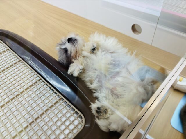 チワマル（マルチワ）