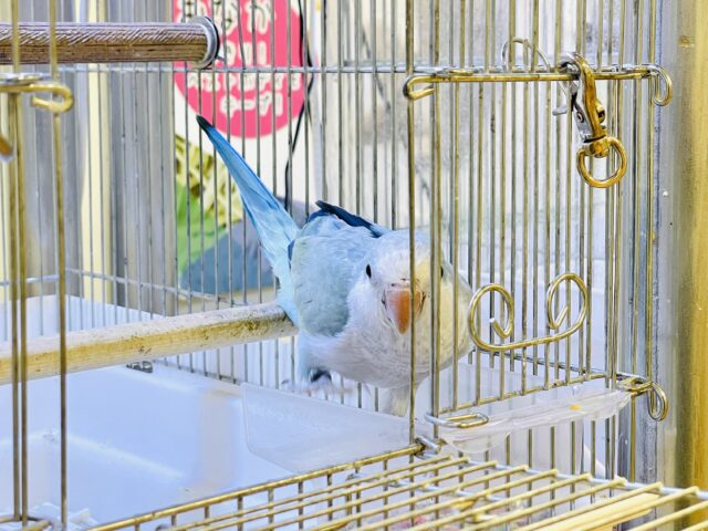 オキナインコ