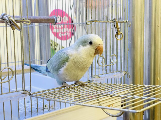 オキナインコ