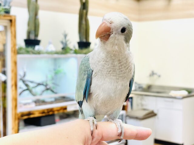 オキナインコ