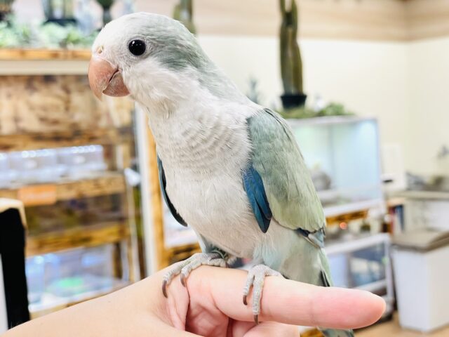 オキナインコ