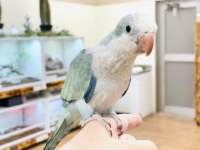 オキナインコ