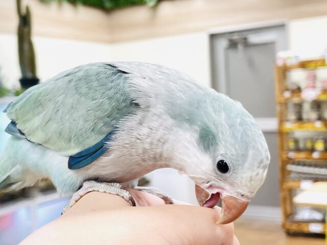 オキナインコ
