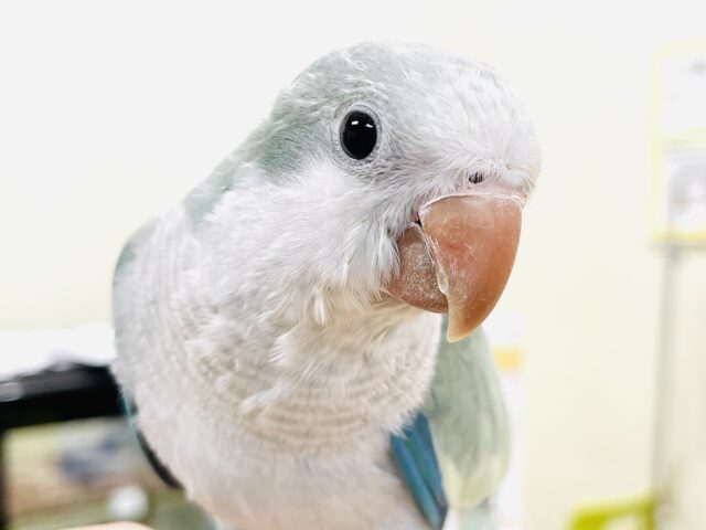 オキナインコ