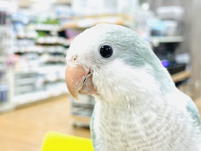 オキナインコ