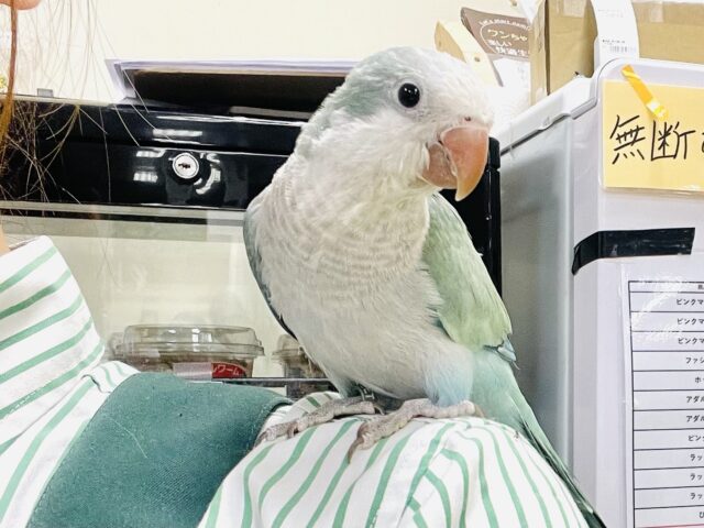 オキナインコ