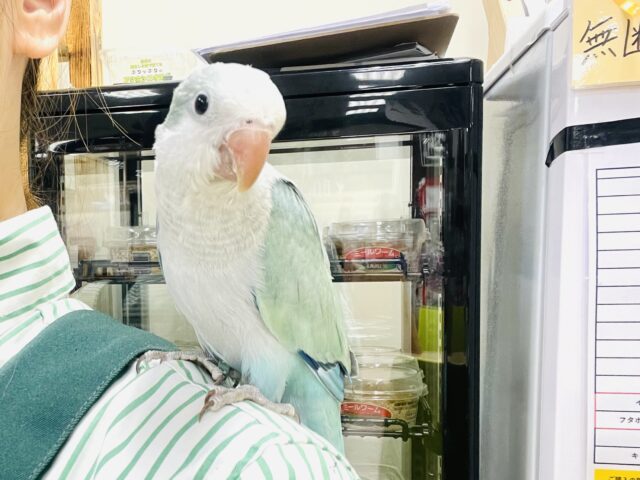 オキナインコ