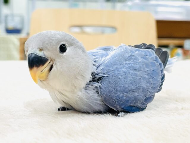 【最新画像】いっぱい食べて大きくなるんだ💙コザクラインコ（バイオレットオパーリン）ヒナ