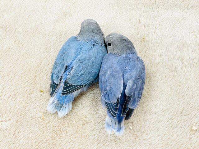 コザクラインコ（小桜インコ）