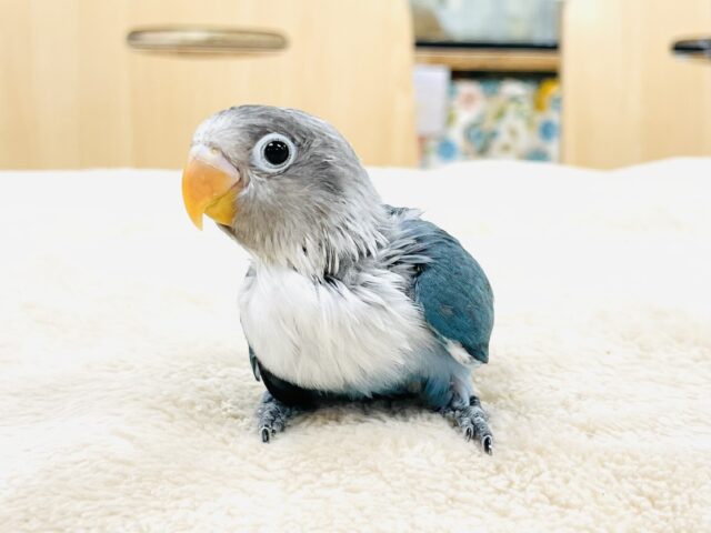 ブルーボタンインコ