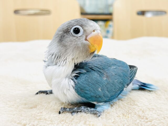 ブルーボタンインコ