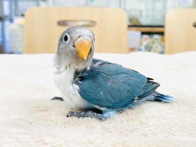ブルーボタンインコ