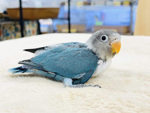 ブルーボタンインコ