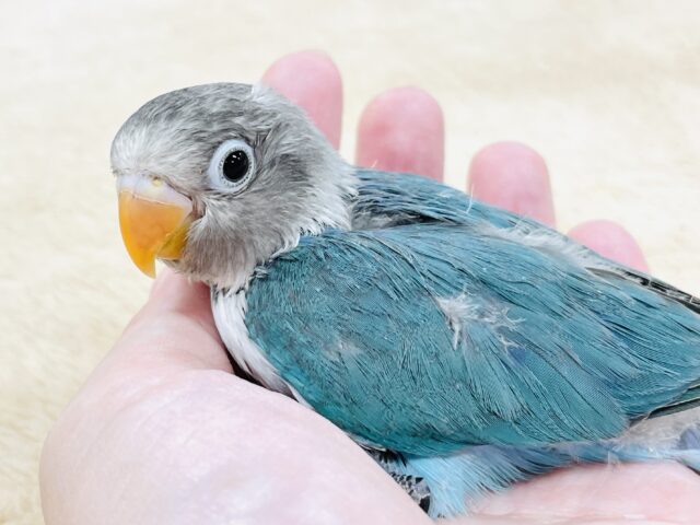 ブルーボタンインコ