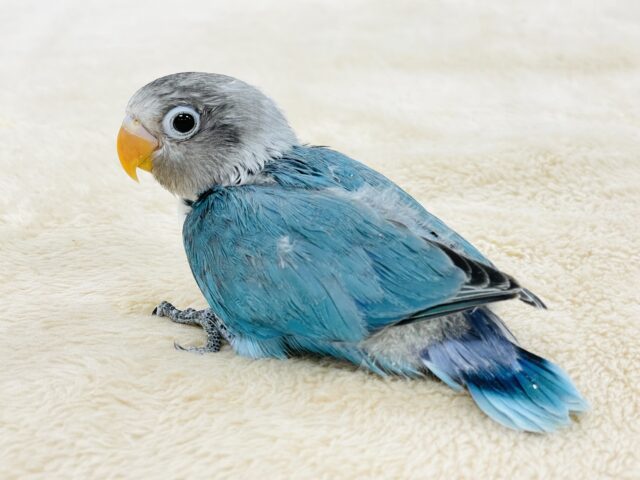 ブルーボタンインコ