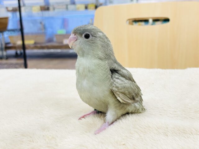 サザナミインコ