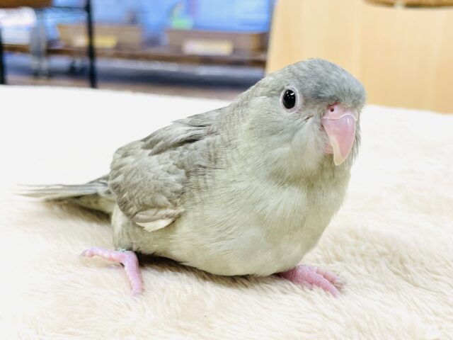 サザナミインコ