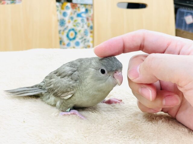 サザナミインコ