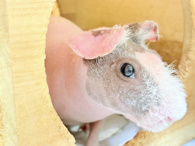 スキニーギニアピッグ