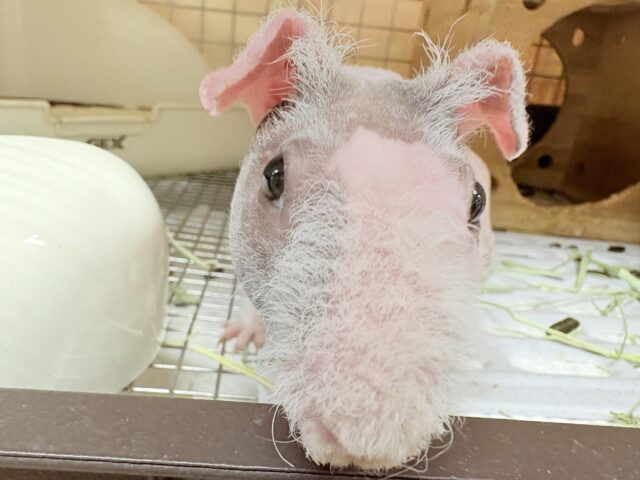 スキニーギニアピッグ