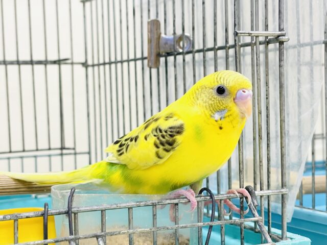 セキセイインコ
