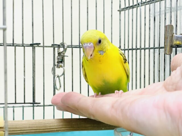 セキセイインコ