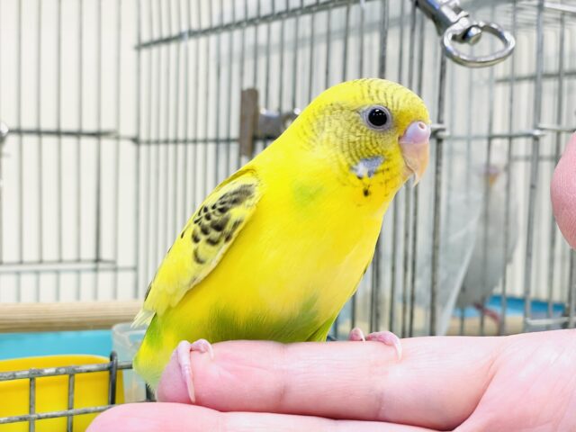セキセイインコ