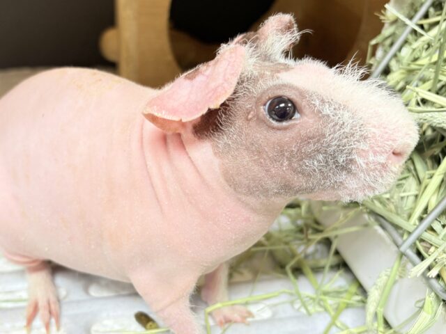 スキニーギニアピッグ