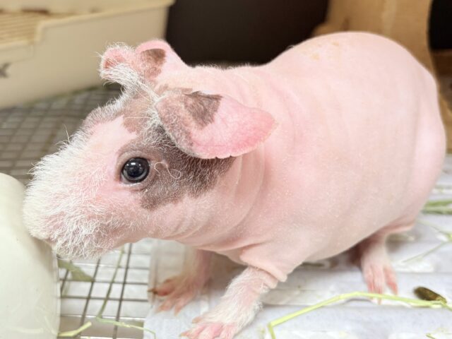 スキニーギニアピッグ