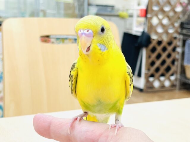 セキセイインコ