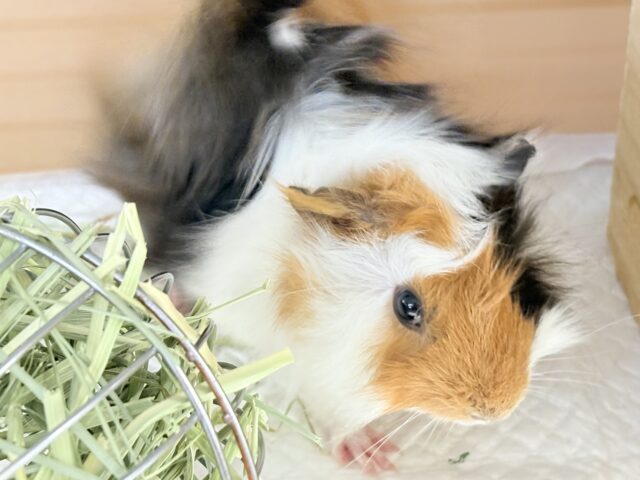 アビシニアンモルモット