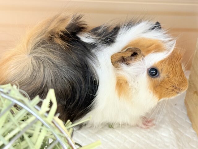 アビシニアンモルモット