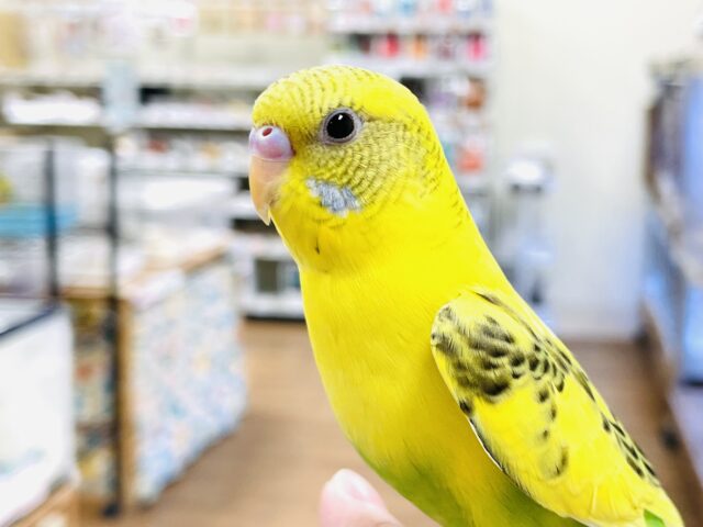 セキセイインコ