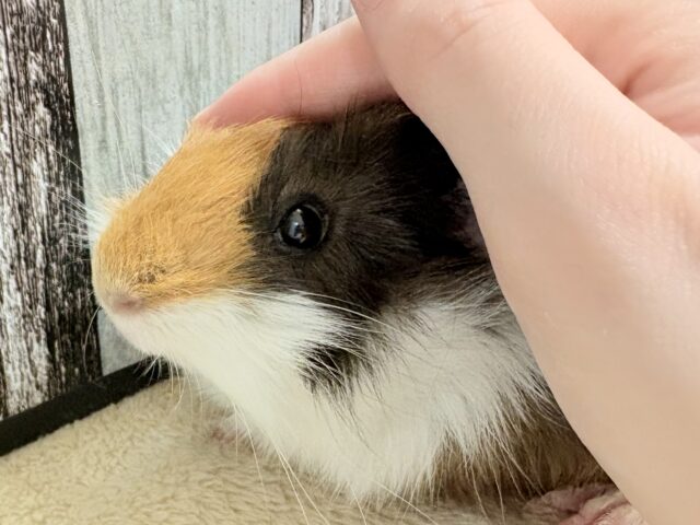 アビシニアンモルモット