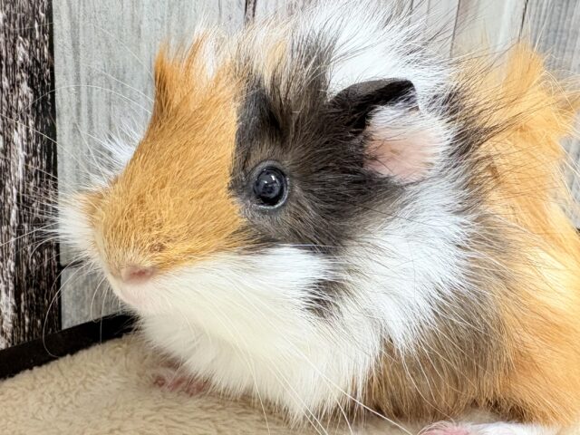 アビシニアンモルモット