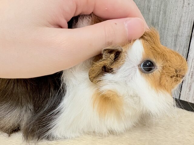 アビシニアンモルモット