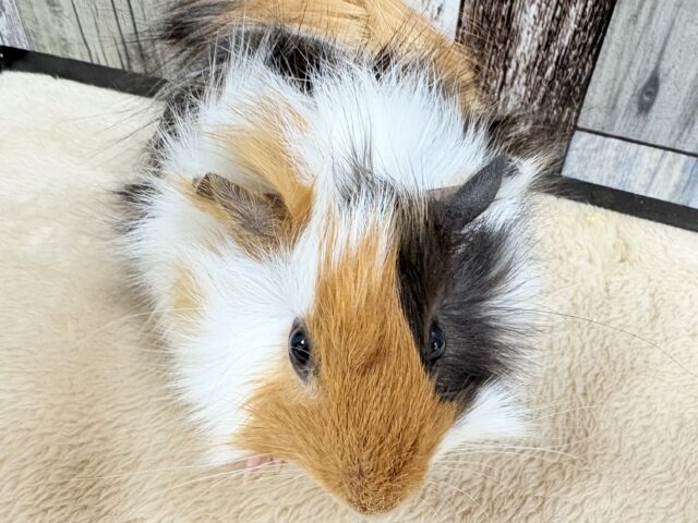 アビシニアンモルモット