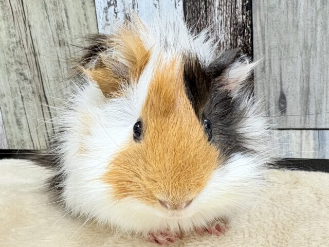 甘×ビターなカラー‎🤍🤎🖤⟡.·アビシニアンモルモットちゃん❣️