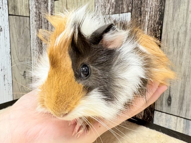 アビシニアンモルモット