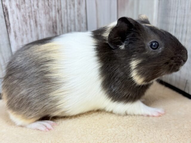 イングリッシュモルモット