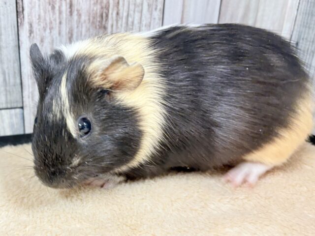 イングリッシュモルモット