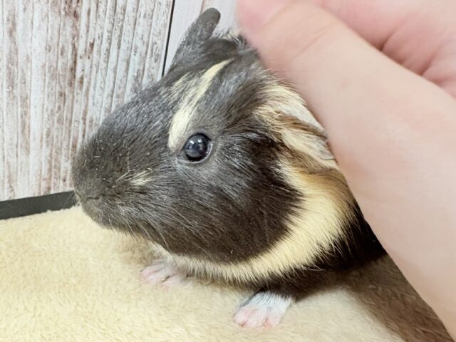 イングリッシュモルモット